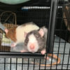 rat in cage peering out open door