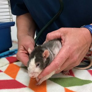 rat being examined at vet