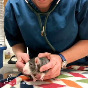 10 Mistakes To Avoid As A Rat Owner – Lafeber Co. – Small Mammals