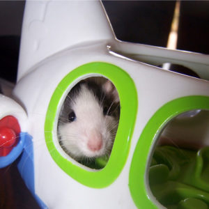 rat peering from window of child's toy airplane