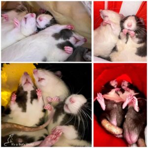 The Quirky Side Of Rats – Lafeber Co. – Small Mammals