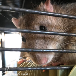 What To Do If Your Rat Escapes Their Cage – Lafeber Co. – Small Mammals