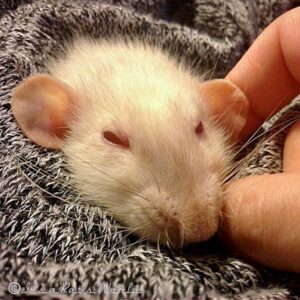 a white rat snuggling into fabric being petted