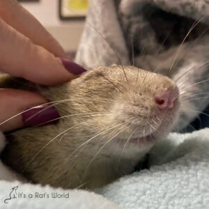 Differences Between Male And Female Pet Rats – Lafeber Co. – Small Mammals