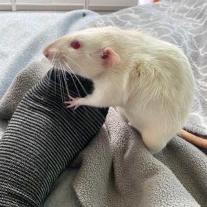 rat grabbing onto toe of foot with a sock on 