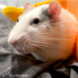 The Quirky Side Of Rats – Lafeber Co. – Small Mammals