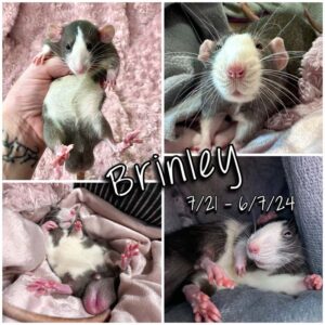 memorial collage of four photos of Brinley the rat