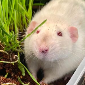 white rat sitting beside a houseplant