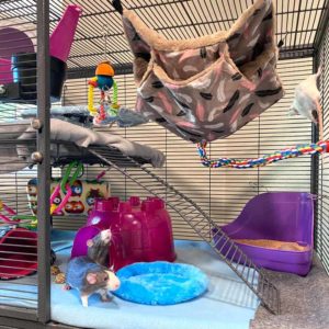 view of a rat cage with bedding, litter box, ramp, toys and other accessories
