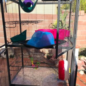 Cleaning rat clearance cage