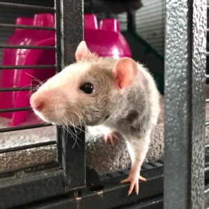 rat pausing at open cage door