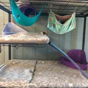 rat cage with liners, hammocks, shelf, litter box, etc.