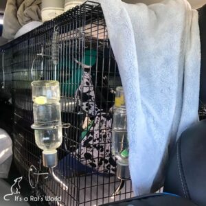 Road Trips With Rats – Lafeber Co. – Small Mammals