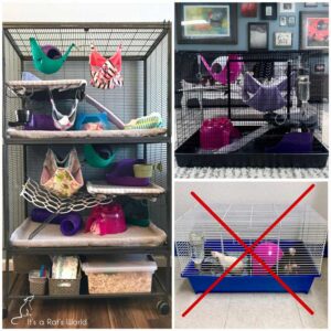 10 Mistakes To Avoid As A Rat Owner – Lafeber Co. – Small Mammals