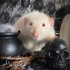white rat posed beside rat-sized cauldron and black skull