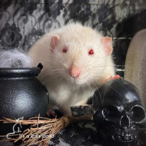 white rat posed beside rat-sized cauldron and black skull