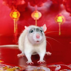 standing rat posed on red background