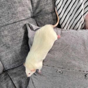white rat climbing on pillow on couch