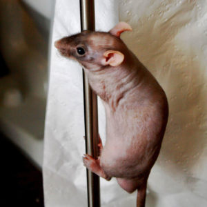 rat climbing a thin, metal pole