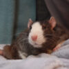 rat lying on fabric