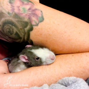 rat cuddled into the crook of a woman's arm
