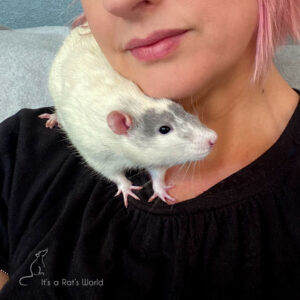 rat standing on person's shoulder cuddling their neck