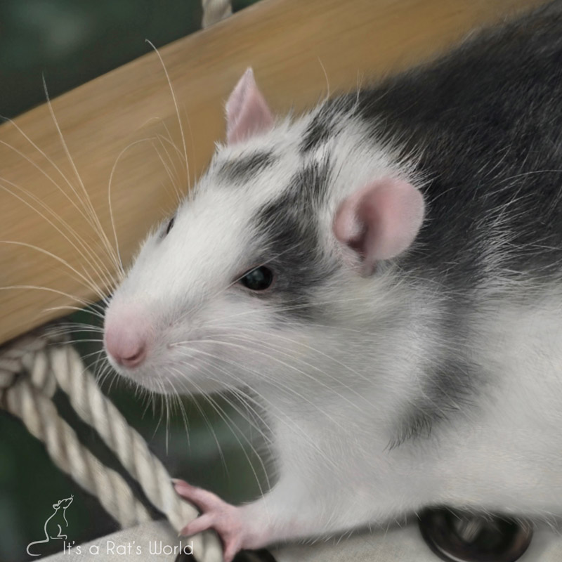 Teal Rats The Beauty Of Heart Rats – Lafeber Co. – Small Mammals