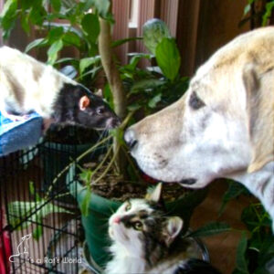 Pet Rats Sharing A Home With Other Pets – Lafeber Co. – Small Mammals