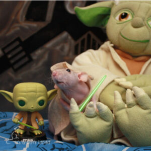 A Few Of My Favorite Rat Photos – Lafeber Co. – Small Mammals