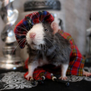 A Few Of My Favorite Rat Photos – Lafeber Co. – Small Mammals