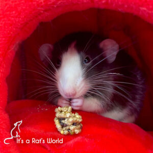a rat in a red hideaway eating a Rascally Rat Nutri-Berrie