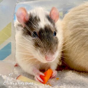 What You Need To Know – Lafeber Co. – Small Mammals