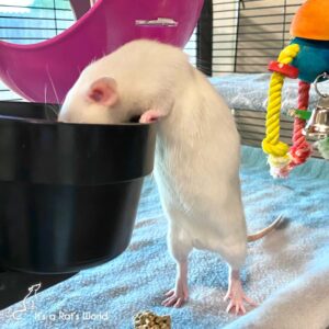Daily Exercise For Rats – Lafeber Co. – Small Mammals