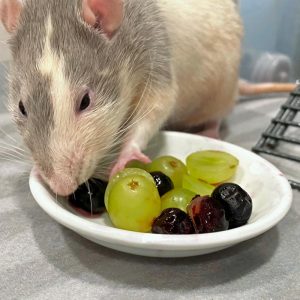 rat eating grapes and blueberries from dish