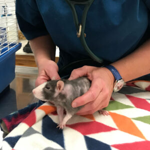 a rat being held on table and examined with a stethoscope