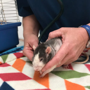 rat on blanket on exam table with stethoscope held to side