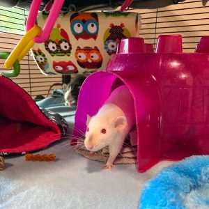 rat exiting an igloo home inside cage