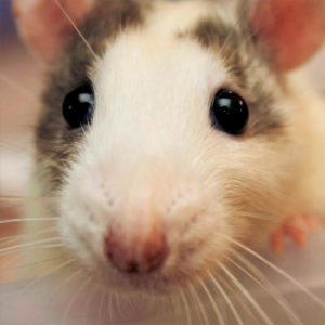 close up of a rat's face