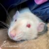 close up on fact of white rat