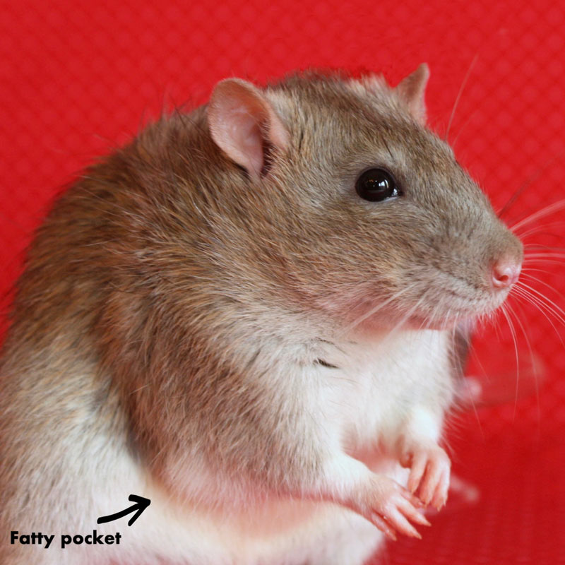 Is My Rat Fat? Lafeber Co. Small Mammals