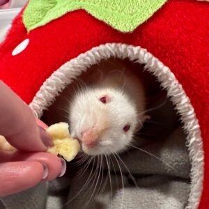 rat peering head out of hideaway to take a hand-fed treat