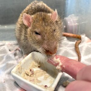 rat being fed food by finger