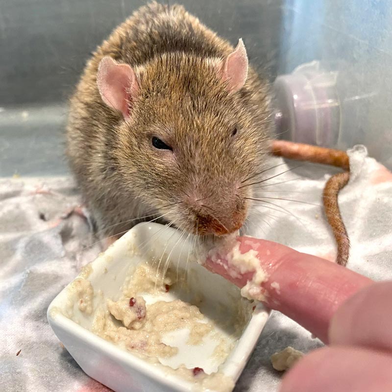 View of Senior Rats: What To Expect And How To Care For Them – Lafeber Co ...