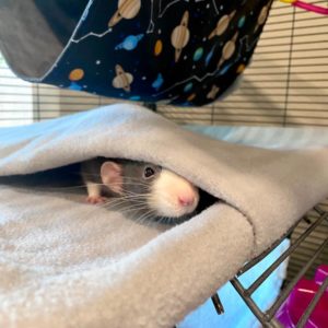 a rat in cage peering out from inside a folde fleece pocket