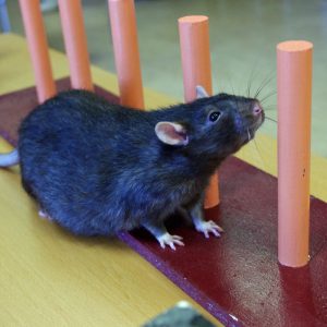 rat doing pole weave in rat agility
