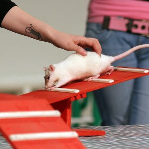 rat on seesaw obstacle