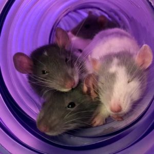several rats snuggled together in a purple tunnel
