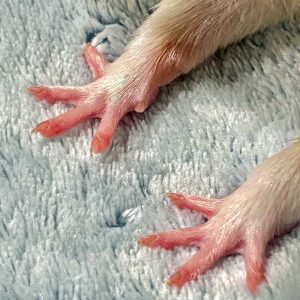 close up of the front paws of a rat pressed on carpeting or fabric