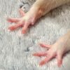 close up of rat front paws resting on fabric