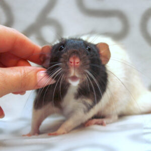 rat standing while person pets his ear and neck